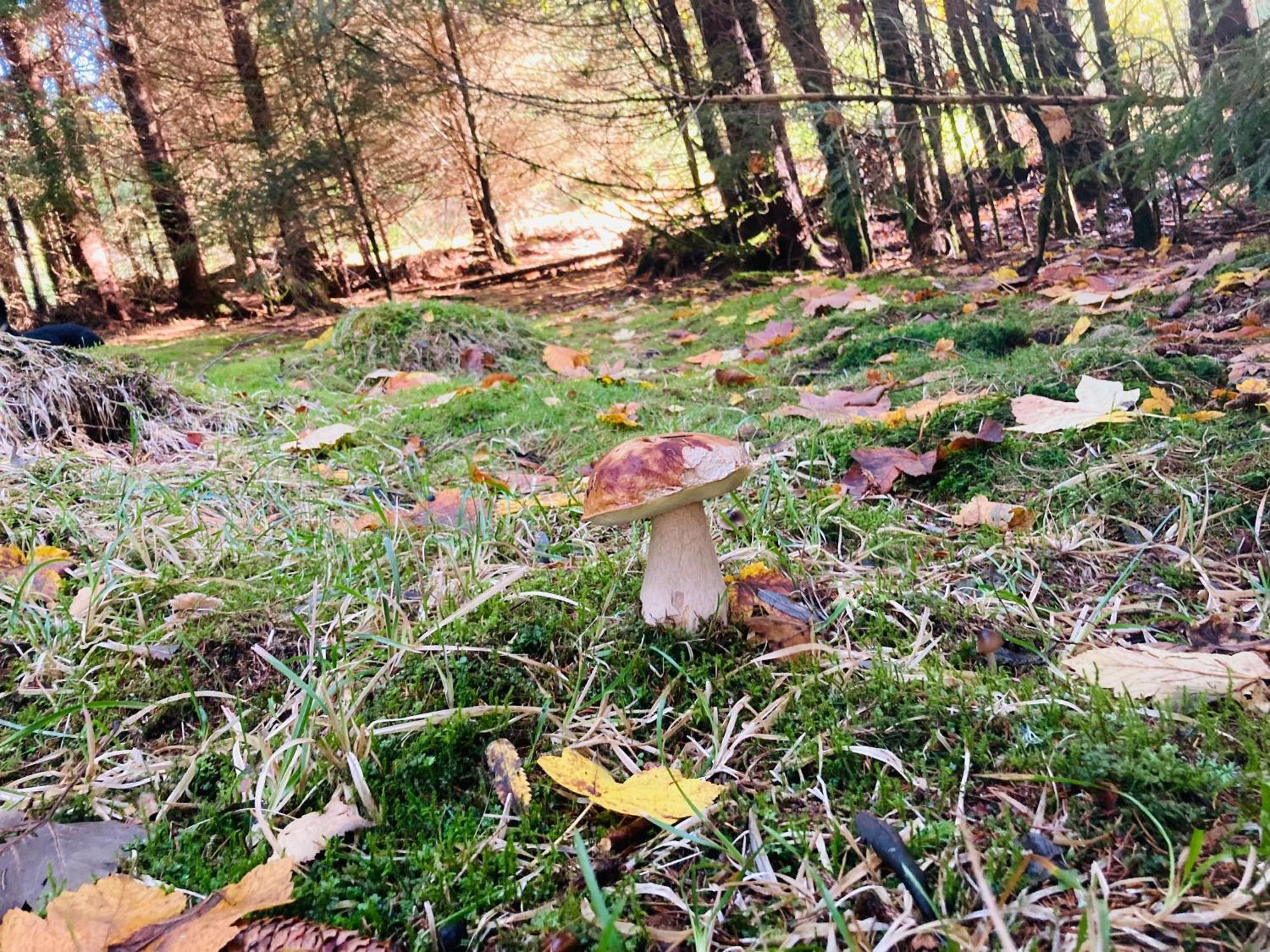 Le Perchoir, Gite 7 Personnes, Le Grand Valtin Ban-sur-Meurthe-Clefcy Esterno foto