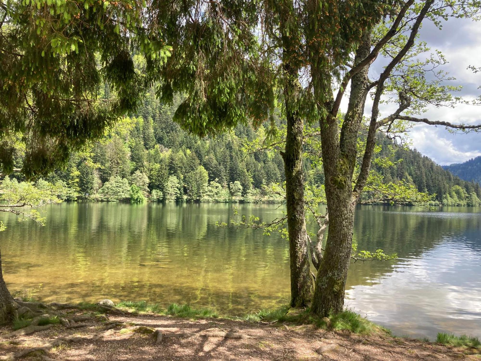 Le Perchoir, Gite 7 Personnes, Le Grand Valtin Ban-sur-Meurthe-Clefcy Esterno foto